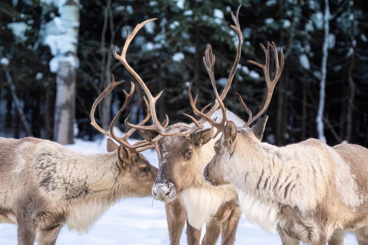 Вилла Pleasant Acres Reindeer Ranch Pleasant Valley Экстерьер фото