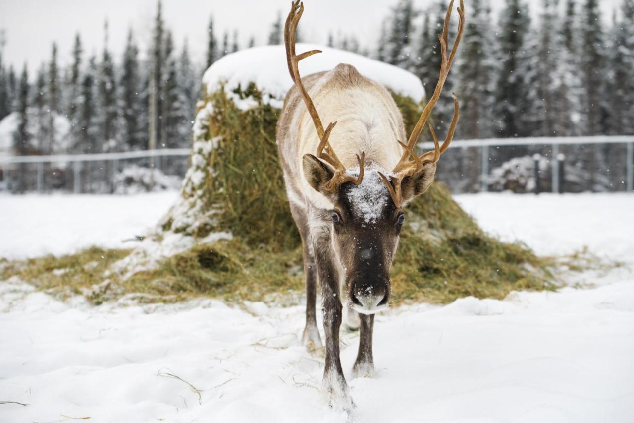 Вилла Pleasant Acres Reindeer Ranch Pleasant Valley Экстерьер фото